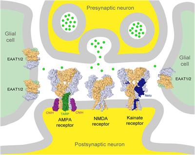 Frontiers Parkinsons Disease Epilepsy And Amyotrophic Lateral